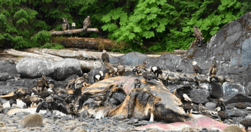 30-foot 'globster' with 'eyes the size of dinner plates' washes up on Alaskan shore