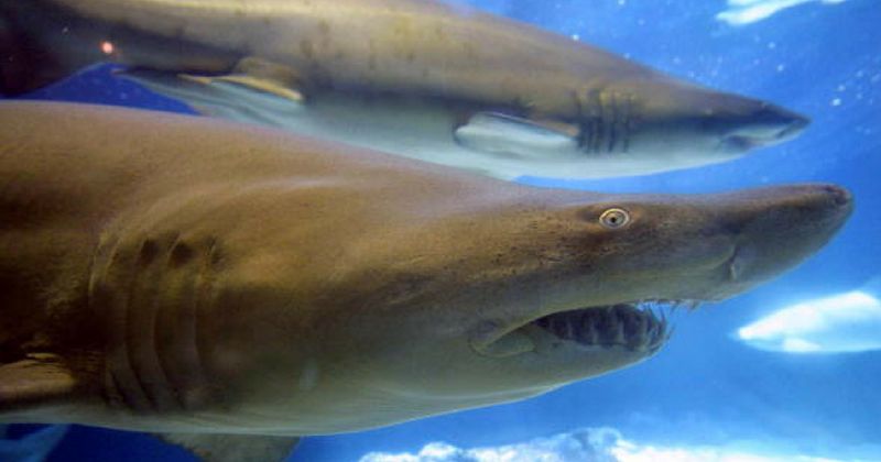 Rare teeth from ancient mega-shark found on Australia beach