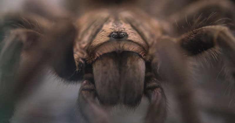 Think twice before killing a spider in your home, here's why