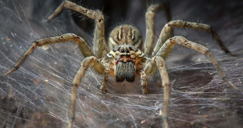 Think twice before killing a spider in your home, here's why