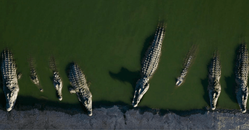 Croc terror: Businessman abandons remote farm with hundreds of crocodiles endangering the lives of locals