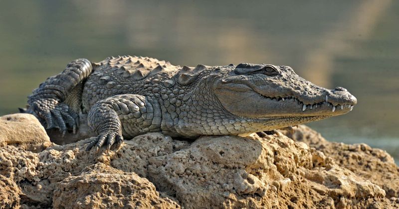 Croc terror: Businessman abandons remote farm with hundreds of crocodiles endangering the lives of locals