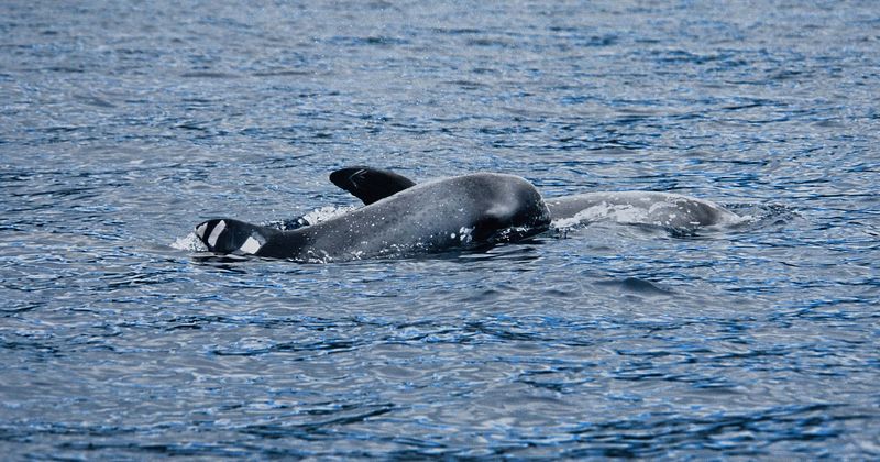 17 days and 1,000 miles later, mother orca Tahlequah finally stops grieving and lets go of dead calf
