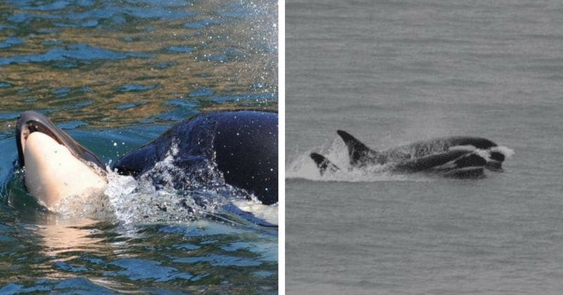 17 days and 1,000 miles later, mother orca Tahlequah finally stops grieving and lets go of dead calf