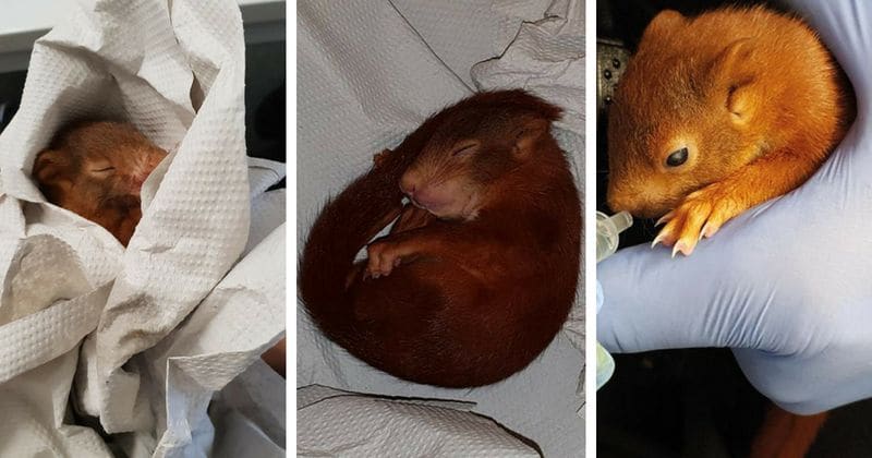 Horrified man calls cops after being chased by baby squirrel 'looking for a new mother'
