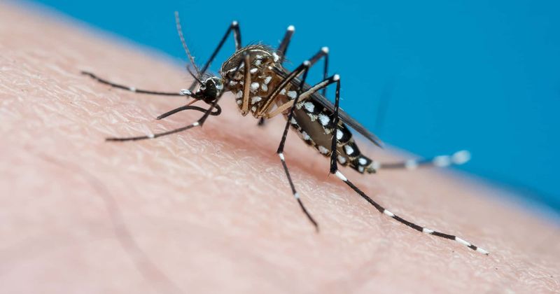 "He's really just like a zombie": Mother warns after son contracts rare virus from mosquito