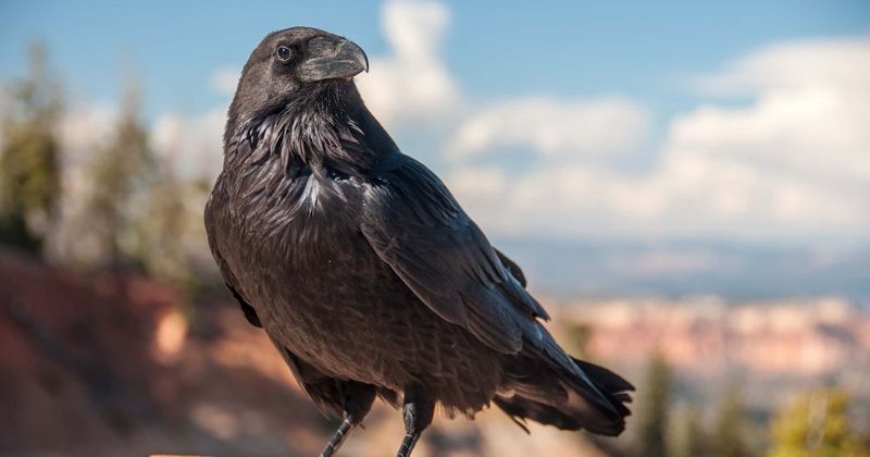 Six crows employed as "garbage collectors" at French theme park