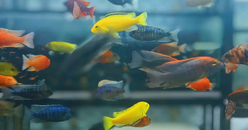 Watch: Aquarium gift shop employee kicks out black girls in New Jersey, tells them 'you are not welcome here'