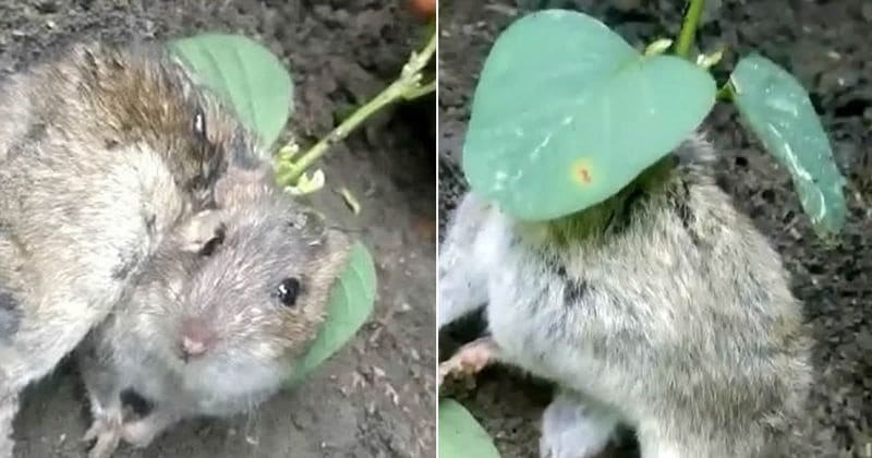 Watch: Bizzare video of a rat with plant growing out of its back
