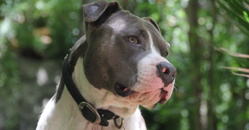 Pit Bull dies after being sexually assaulted, beaten and dumped on the street with a rope around its neck