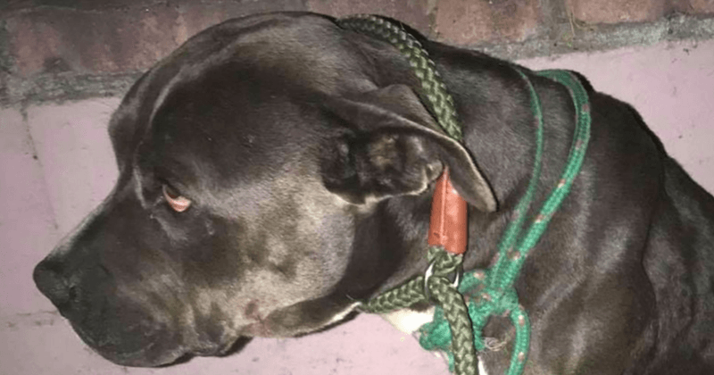 Pit Bull dies after being sexually assaulted, beaten and dumped on the street with a rope around its neck