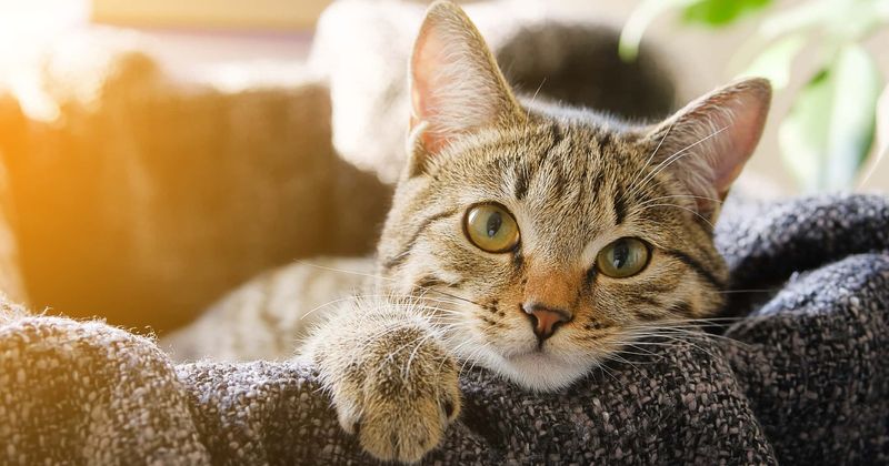'Just put it in the freezer': Former employee at Indiana animal shelter says management asked her to freeze cats alive