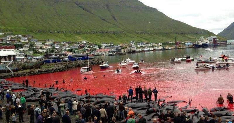 SHOCKING! Sea turns red as 180 whales are brutally slaughtered by residents in annual ritual