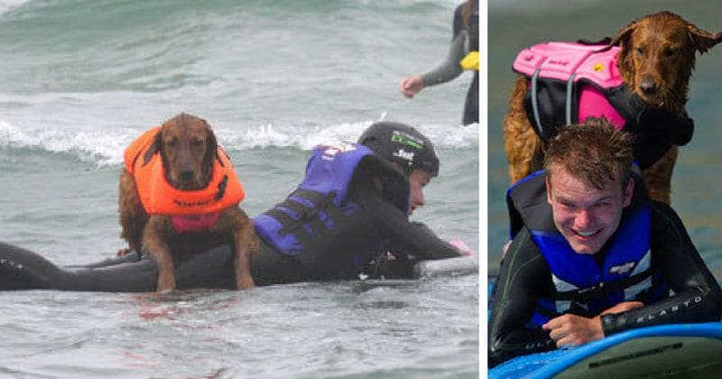 Quadriplegic boy reunites with dog that helped him 10 years ago