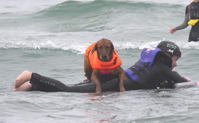 Ricochet and Patrick will be reuniting for a celebratory surf session at La Jolla Shores on Sunday, August 19