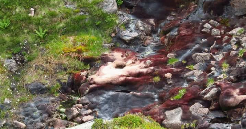 Alien invasion? Strange pink blobs have people terrified that ETs are already here