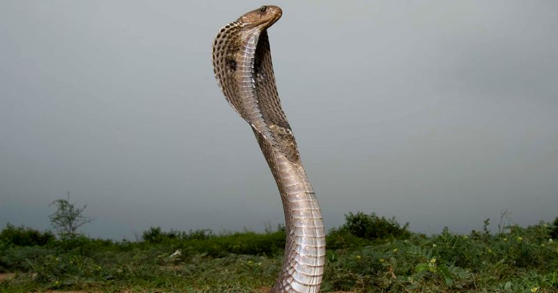A Serpent in Eden: Son of pastor killed by snake during sermon is also bitten during service