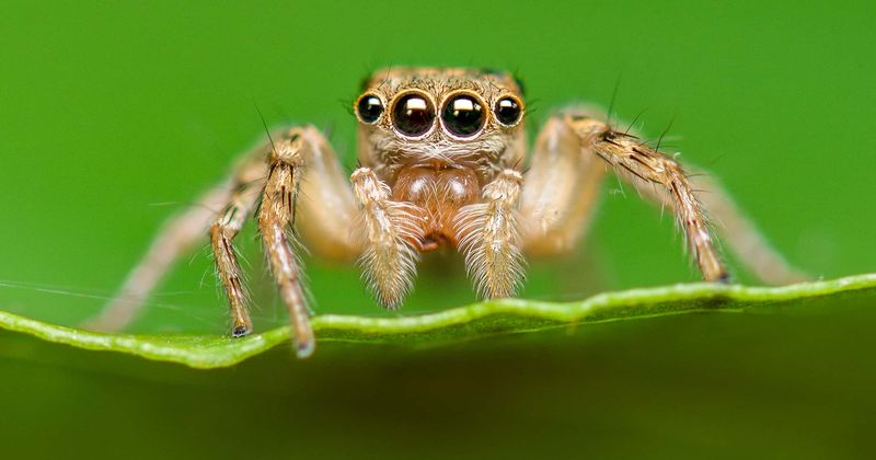 Akkkkk! Jumping spider capable of leaping over an average human found in the UK for the first time