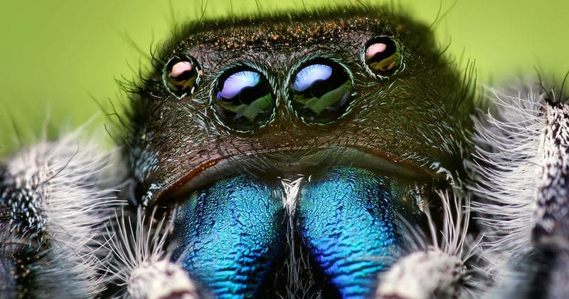 Akkkkk! Jumping spider capable of leaping over an average human found in the UK for the first time