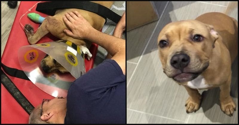 'My dog is dying': Police allegedly shoot dog that just wanted ‘to play’ with them