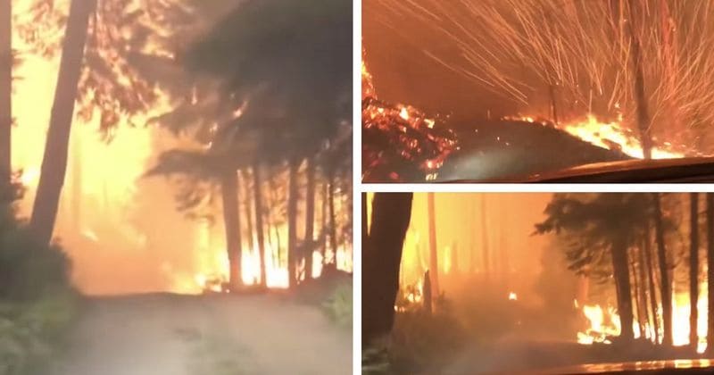 "Jesus. Please, God, help us": Footage shows father and son making dramatic escape through deadly forest fire