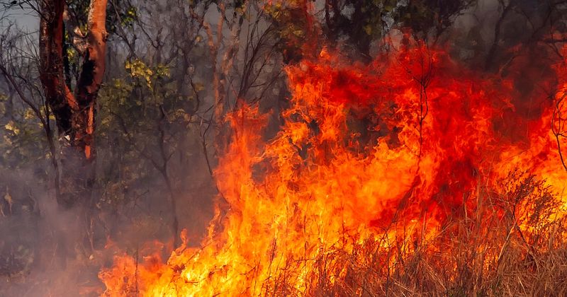 "Jesus. Please, God, help us": Footage shows father and son making dramatic escape through deadly forest fire