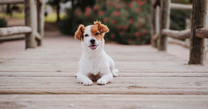 Sadistic breeder arrested for 'debarking' dogs by repeatedly shoving pipe-like object down their throats