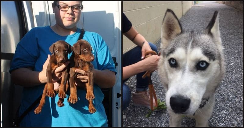 Sadistic breeder arrested for 'debarking' dogs by repeatedly shoving pipe-like object down their throats