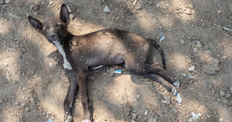 Woman starves ex-boyfriend's dog for 30 consecutive days as revenge for breaking up