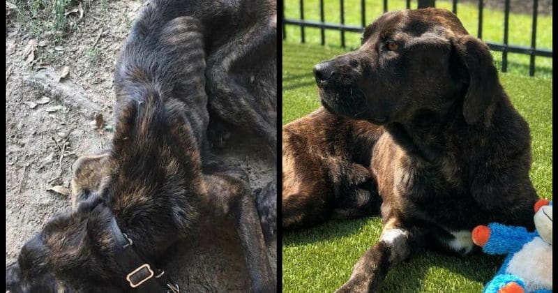 Woman starves ex-boyfriend's dog for 30 consecutive days as revenge for breaking up