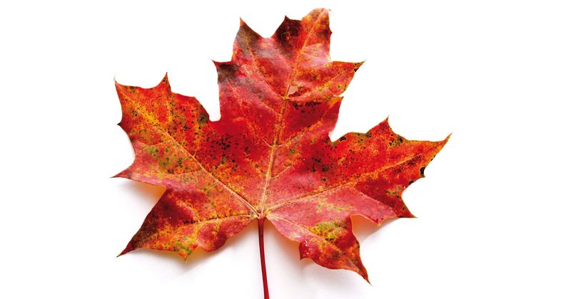 Could Maple Leaf be the next natural botox alternative for the wrinkly skin?