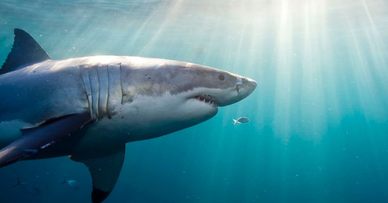 Man who survived shark attack now has flesh-eating bacteria devouring his leg