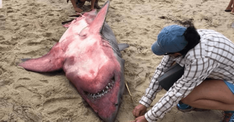 Experts stumped after Great white shark washes up dead on beach with strange red marks on it