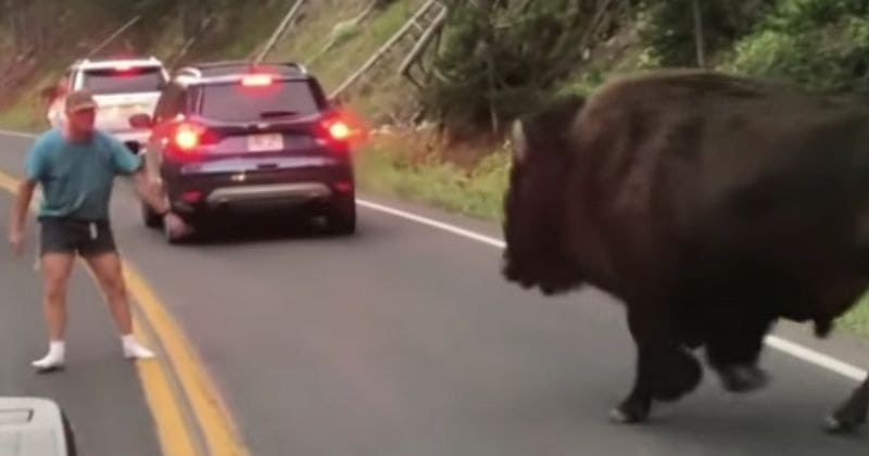 Idiotic Oregon man who took on a bison at Yellowstone National Park is sent to prison for his antics