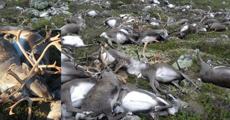Carcasses of 323 reindeer who died of lightning strike led to increased plant diversity, study says