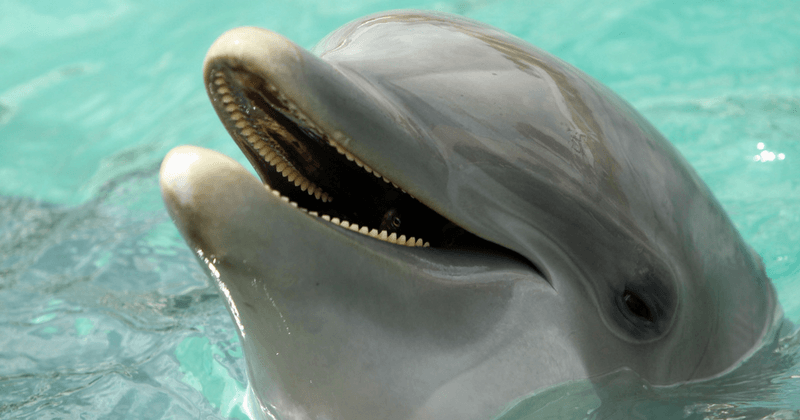 Zafar the Horny Dolphin seems to think interspecies love is the future; swimmers don't agree