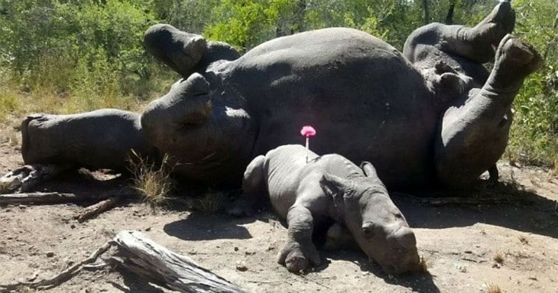 The heartbreaking photo that shows young rhino lying cowering beside its dead mother