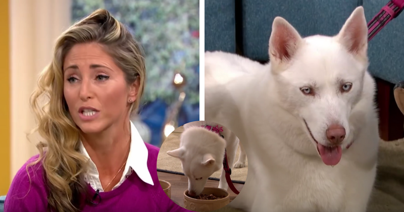 Husky on vegetarian diet leaves owner embarrassed by choosing meat over bowl of veggies on talk show