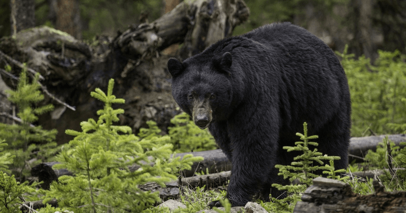 Hunter becomes hunted: Man mauled by the same black bear that he shot using a bow and arrow