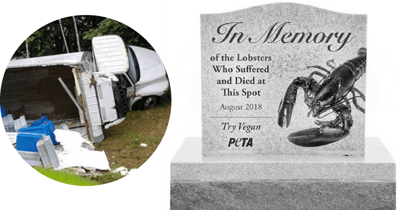 PETA denied permission to erect roadside gravestone for lobsters killed in truck crash