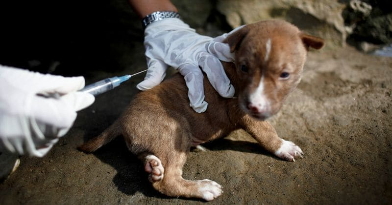 Delaware woman dies of rabies in what is considered the state's first case since 1941