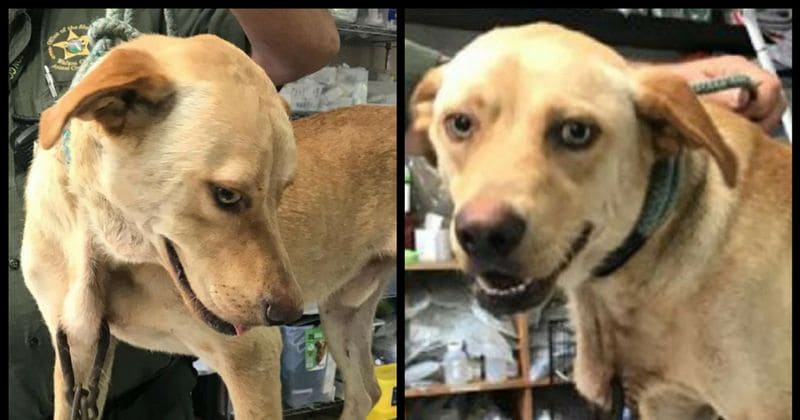 Dog found with rock climbing gear pierced through its neck; police offer $10K for information on culprit