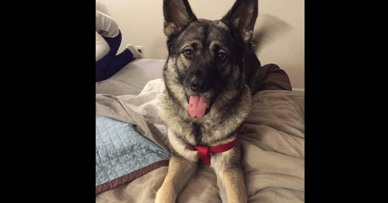 Justice for Evie: Sick prison inmates brutally murder volunteer dog given to them in rehabilitation program