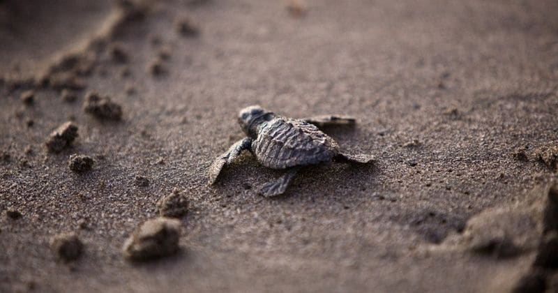 Turtle tales: Hatchling beats waves to make it to the ocean
