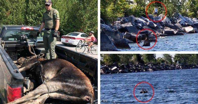 HEARTBREAKING: Terrified moose tragically drowns after it was forced back into lake by onlookers crowding the shore to snap pictures