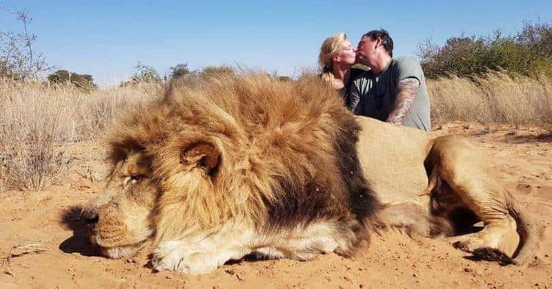 Daughter disowns father after picture of him proudly kissing wife next to slaughtered lion goes viral: 'You are a horrible person'