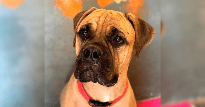 Dog walks 125 miles with tears in her eyes to go back to owner who abandoned her: 'She was very tired and her paws were broken'