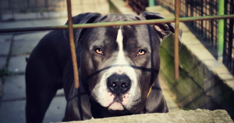 56-year-old Detroit man in critical condition after being brutally mauled by three pit bulls 'notorious for breaking their chains'