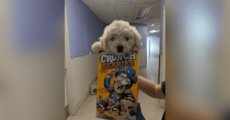Puppy that was dumped at animal shelter in cereal box, covered in fleas gets new home after 20 families show up to adopt it