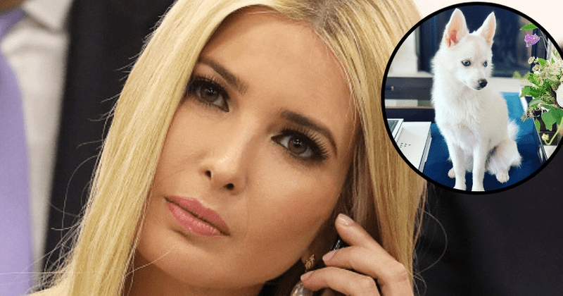 Ivanka gets trolled for gifting white dog to daughter Arabella on her 8th birthday: 'Does your family allow anything that is not white'
